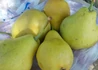 Kép 1/3 - Pyrus communis nyári kálmán / Nyári Kálmán körte