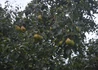 Kép 2/3 - Pyrus communis nyári kálmán / Nyári Kálmán körte