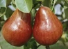 Kép 2/3 - Pyrus communis red williams / Piros Vilmos körte