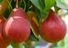 Kép 3/3 - Pyrus communis red williams / Piros Vilmos körte