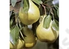 Kép 2/2 - Pyrus communis téli esperes / Téli Esperes körte