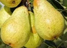 Kép 1/3 - Pyrus communis williams / Vilmos körte
