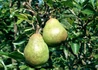 Kép 2/3 - Pyrus communis williams / Vilmos körte