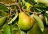 Kép 3/3 - Pyrus communis williams / Vilmos körte