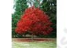 Kép 2/3 - Quercus rubra / Vörös tölgy