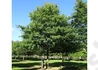 Kép 1/3 - Quercus rubra / Vörös tölgy