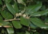 Kép 1/2 - Quercus Ilex / Magyaltölgy
