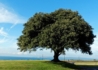 Kép 2/2 - Quercus Ilex / Magyaltölgy