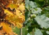 Kép 2/2 - Quercus robur Fastigiata / Oszlopos tölgy