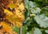 Kép 2/2 - Quercus robur Fastigiata / Oszlopos tölgy