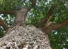 Kép 4/5 - Quercus robur / Kocsányos tölgy