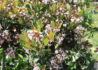 Kép 3/5 - Rhaphiolepis indica Springtime / Indiai díszgalagonya