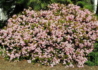 Kép 5/5 - Rhaphiolepis indica Springtime / Indiai díszgalagonya