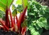 Kép 1/2 - Rheum rhabarbarum Victoria / Rebarbara