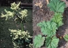 Kép 2/2 - Rheum rhabarbarum Victoria / Rebarbara