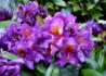 Kép 1/3 - Rhododendron Marcel Menard / Örökzöld bíborlila azálea