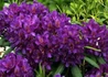 Kép 2/3 - Rhododendron Marcel Menard / Örökzöld bíborlila azálea