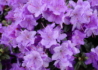 Kép 1/3 - Rhododendron Ramapo / Törpe japán Liláskék azálea