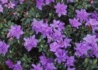 Kép 2/3 - Rhododendron Ramapo / Törpe japán Liláskék azálea