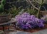 Kép 3/3 - Rhododendron Ramapo / Törpe japán Liláskék azálea