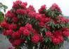 Kép 2/3 - Rhododendron Red Jack / Örökzöld rubinvörös azálea