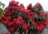 Kép 2/3 - Rhododendron Red Jack / Örökzöld rubinvörös azálea