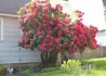 Kép 3/3 - Rhododendron Red Jack / Örökzöld rubinvörös azálea