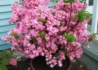 Kép 3/3 - Rhododendron Rosebud / Törpe japán Rózsaszín azálea