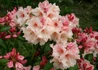 Kép 2/3 - Rhododendron Virginia Richards / Örökzöld barackrózsaszín azálea