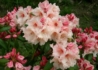 Kép 2/3 - Rhododendron Virginia Richards / Örökzöld barackrózsaszín azálea