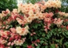 Kép 3/3 - Rhododendron Virginia Richards / Örökzöld barackrózsaszín azálea