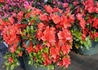 Kép 1/3 - Rhododendron japonica Geisha Orange / Törpe japán Korallpiros azálea