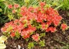 Kép 3/3 - Rhododendron japonica Geisha Orange / Törpe japán Korallpiros azálea