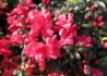 Kép 1/3 - Rhododendron japonica Maruschka / Törpe japán Kárminpiros azálea