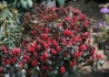 Kép 2/3 - Rhododendron japonica Maruschka / Törpe japán Kárminpiros azálea