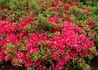 Kép 3/3 - Rhododendron japonica Maruschka / Törpe japán Kárminpiros azálea