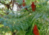 Kép 1/3 - Rhus typhina Dissecta / Szeldelt levelű ecetfa