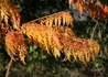 Kép 2/3 - Rhus typhina Dissecta / Szeldelt levelű ecetfa