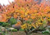Kép 3/3 - Rhus typhina Dissecta / Szeldelt levelű ecetfa