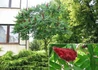 Kép 2/4 - Rhus typhina / Torzsás ecetfa