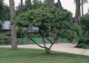 Kép 3/4 - Rhus typhina / Torzsás ecetfa