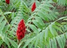 Kép 4/4 - Rhus typhina / Torzsás ecetfa