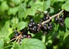 Kép 2/4 - Ribes nigrum Aranka / Fekete ribizli Aranka