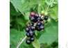 Kép 4/4 - Ribes nigrum Aranka / Fekete ribizli Aranka