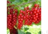 Kép 1/2 - Ribes rubrum Fertődi / Fertődi hosszúfürtű piros ribizli