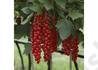 Kép 2/2 - Ribes rubrum Fertődi / Fertődi hosszúfürtű piros ribizli