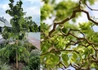 Kép 1/2 - Robinia Pseudoacacia Tortuosa / Csavart ágú akác