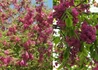 Kép 2/4 - Robinia pseudoacacia Casque Rouge / Sötétrózsaszín virágú akác