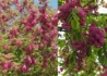 Kép 2/4 - Robinia pseudoacacia Casque Rouge / Sötétrózsaszín virágú akác