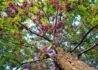 Kép 3/4 - Robinia pseudoacacia Casque Rouge / Sötétrózsaszín virágú akác